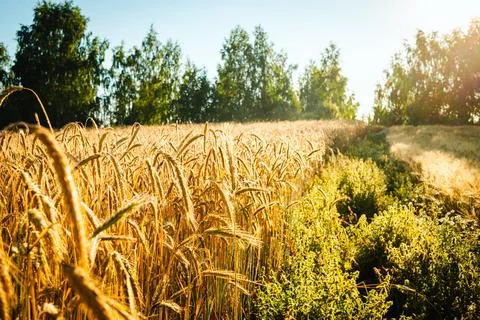 Wheat field Stock Photos
