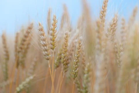 Wheat field Stock Photos