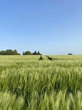Wheat field Stockfoto's