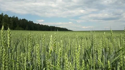 Wheat field Stock-Fotos