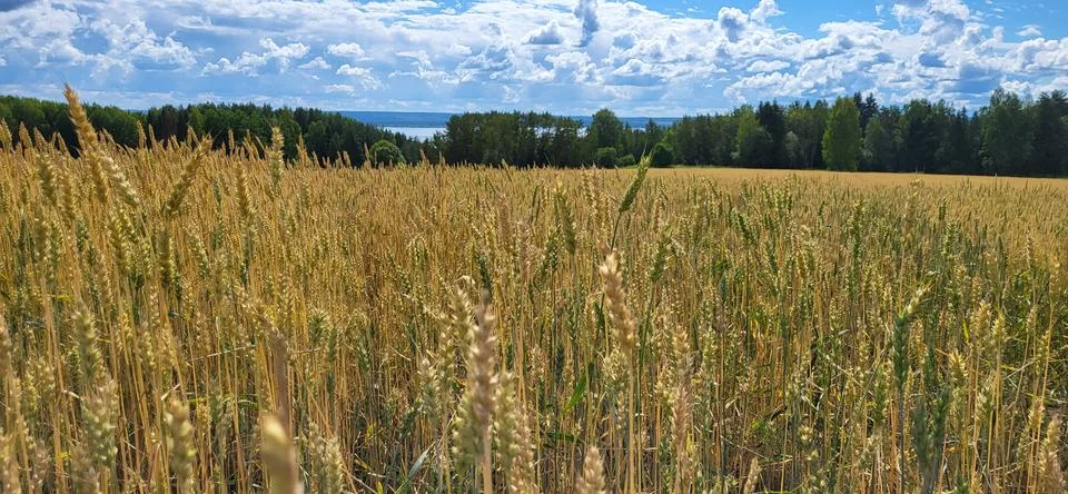 Wheat field Stock Photos