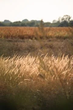 Wheat on a field Stock Photos