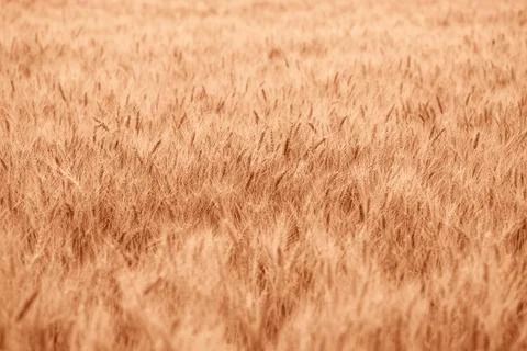 Wheat field Stock Photos
