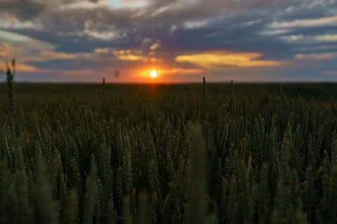 Wheat field Stock Photos