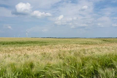 Wheat field Stock Photos