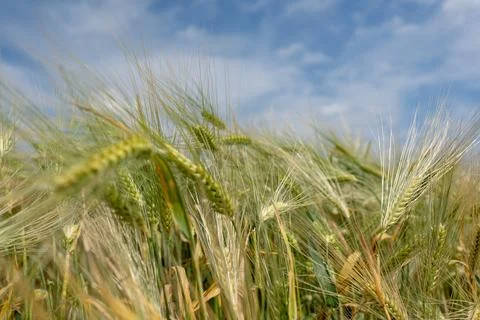 Wheat field Stock Photos