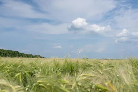 Wheat field Stock Photos