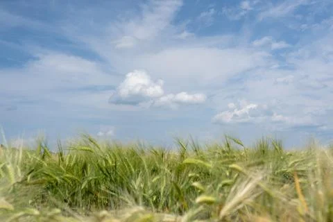 Wheat field 写真素材