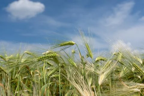 Wheat field Stock Photos