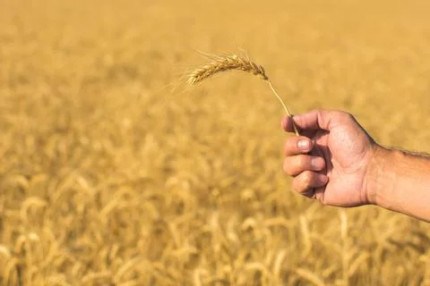 Wheat field Stock Photos