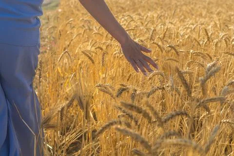 Wheat field Stock Photos