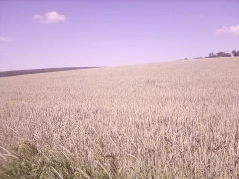 Wheat field Stock Photos