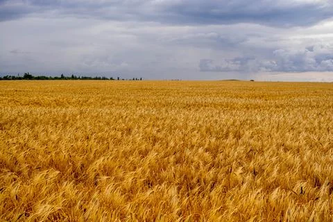Wheat field Stock Photos