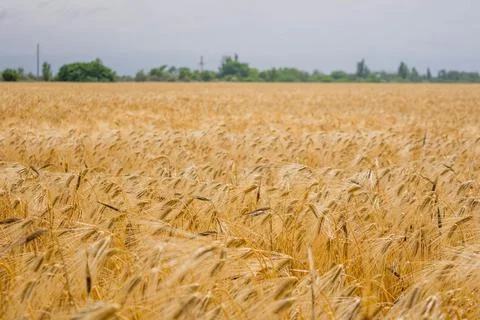 Wheat field Stock-Fotos