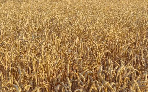 Wheat on the field Stock Photos