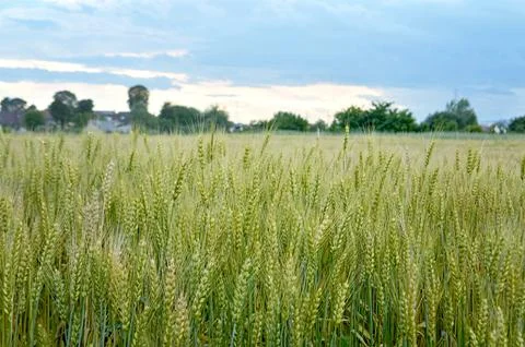 Wheat field Foto stock