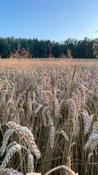 Wheat field Stock-Fotos