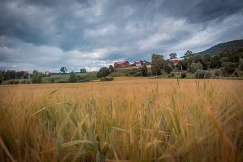 A wheat field Foto stock