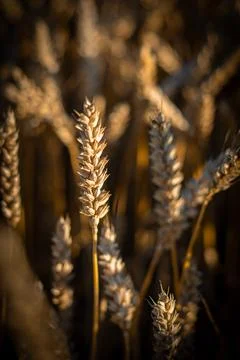 Wheat field Stock Photos