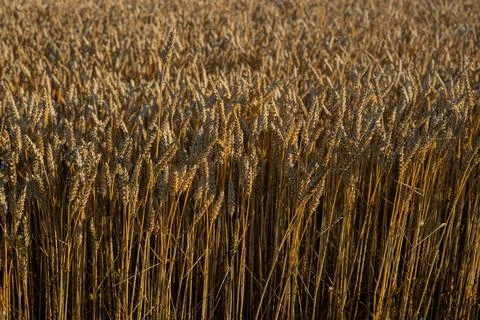 Wheat field Stock Photos