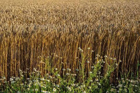 Wheat field Stock Photos