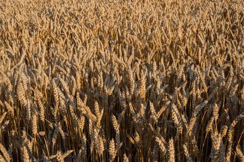 Wheat field Stock Photos