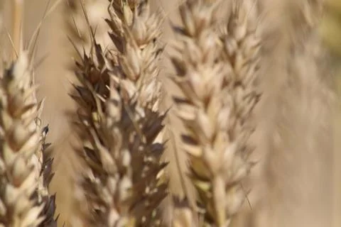 Wheat field Foto stock