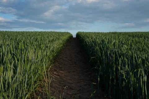 Wheat field Stock Photos