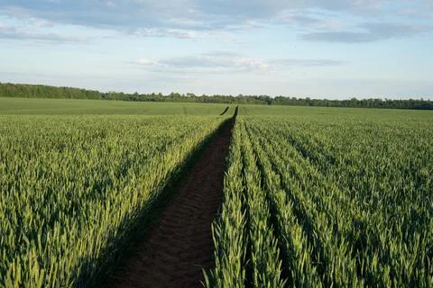 Wheat field Stock Photos