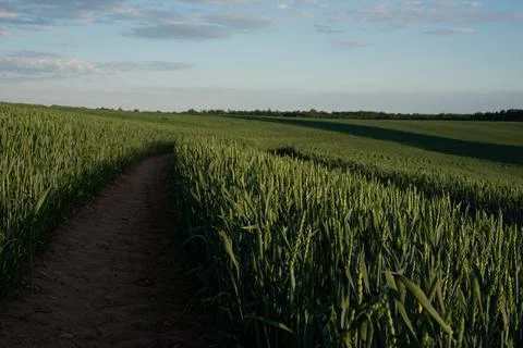 Wheat field Stock Photos