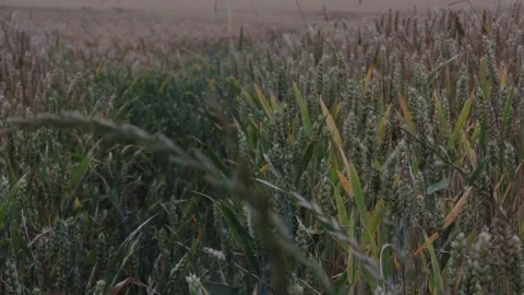 Wheat field Pink light Stock Footage 84892263