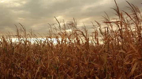 Wheat field planting Stock Footage 78651153