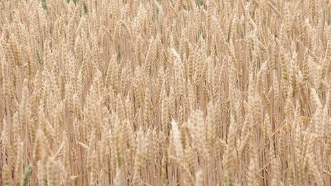 Wheat field in Poland. Stock Footage 124670355