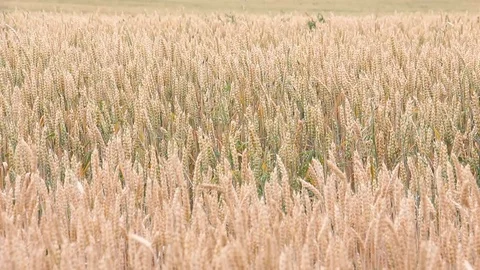 Wheat field in Poland. Stock Footage 124670405