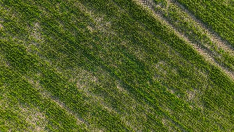 Wheat field poor growth patchy crops with dry soil and uneven sprouts across Stock Footage 333255459