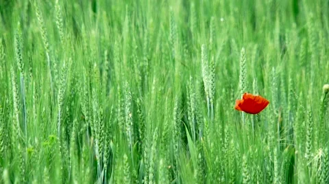 Wheat field with poppies Video stock 51675652