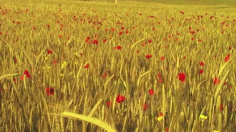 Wheat field with poppies Stock Footage 69870142