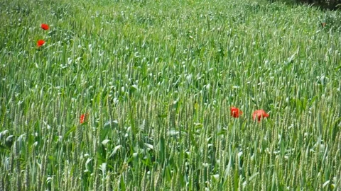 Wheat field with poppies Stock Footage 131016024