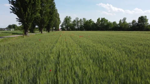 Wheat field with poppies 스톡 동영상 154772914