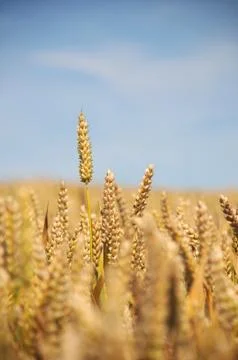 Wheat Field - Portrait Stock Photos