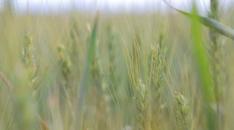 Wheat field in the process of maturation. Green wheat field on a sunny day. Stock-Footage 53265087