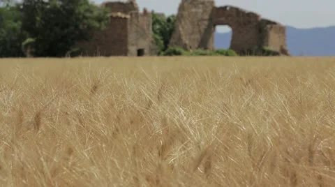 A wheat field in Provence Stock-Footage 24672328