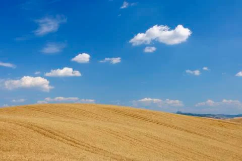 Wheat Field with Puffy Clouds in Sky in Summer, Val d Orcia, Siena Province, Stock Photos