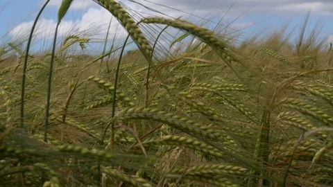 Wheat field pull out shot UK 4K Stock Footage 111220333
