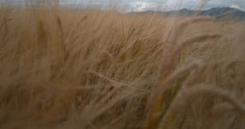 Wheat Field Push Mountain Reveal Slow Motion Stock Footage 114480299