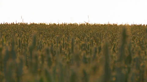 Wheat field rack focus Stock Footage 26120316