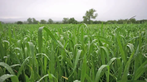 Wheat Field In The Rain Stock Footage 38941838