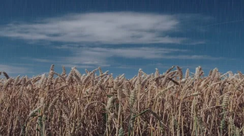 Wheat field in the rain Stock Footage 40274413