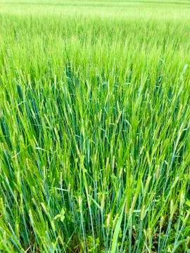 Wheat field in the rain Foto stock