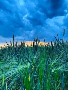 Wheat field before the rain Stock Photos